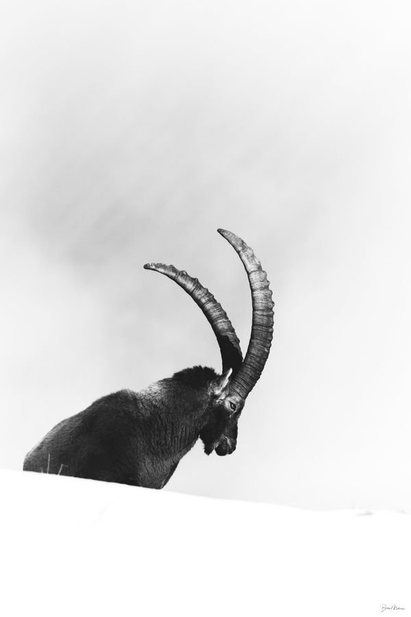 Contemplation hivernale — Photographie d'art par Boris Molinier