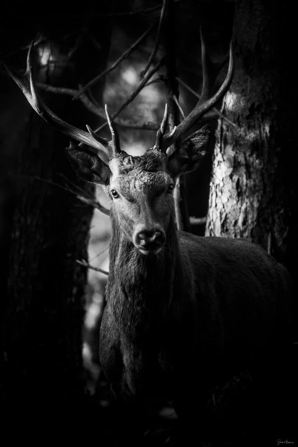 Nature — Tirages photo art Boris Molinier